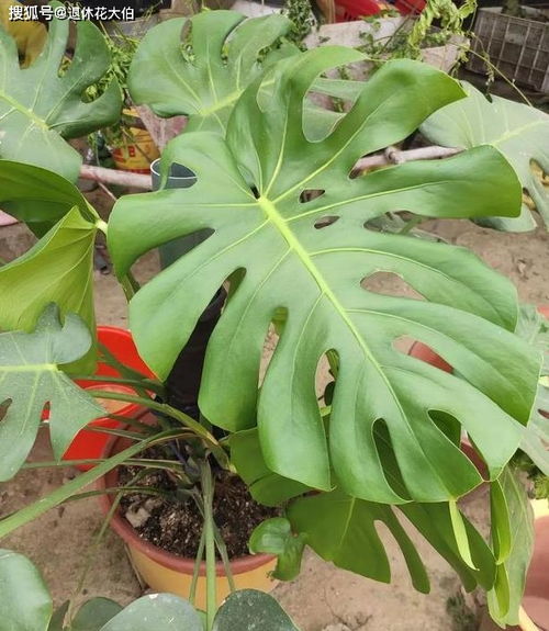 懒人绿植龟背竹_懒人绿植龟背竹好养吗--第1张