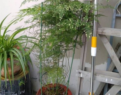懒人饲养的绿植_懒人饲养的绿植图片--第1张