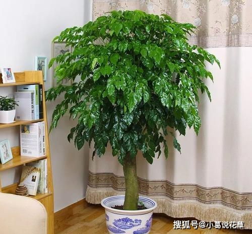 绿植大懒人_大型懒人植物--第1张