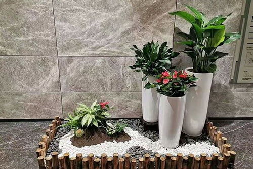 办公室懒人绿植冬天_冬天办公室种什么花--第1张