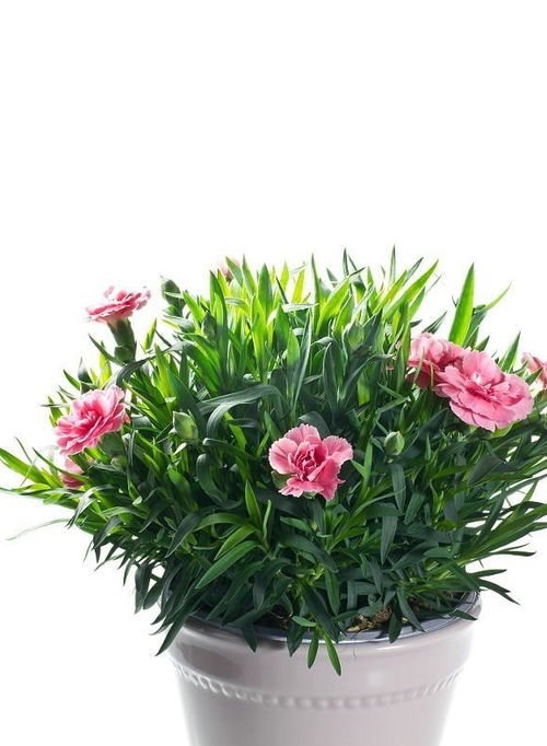 懒人花和绿植都有哪些品种_懒人花和绿植都有哪些品种图片--第1张