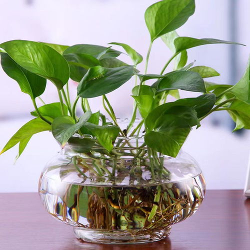 懒人生态绿植玻璃罐_玻璃绿植装饰--第1张