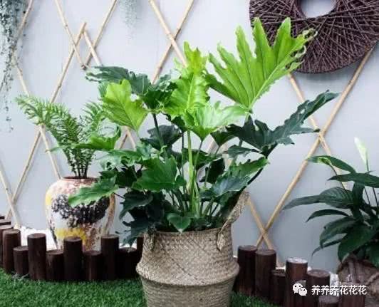 好养活的懒人绿植推荐品种_懒人养什么花好--第1张