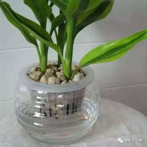 懒人绿植能养鱼吗视频_懒人绿植能养鱼吗视频教学--第1张