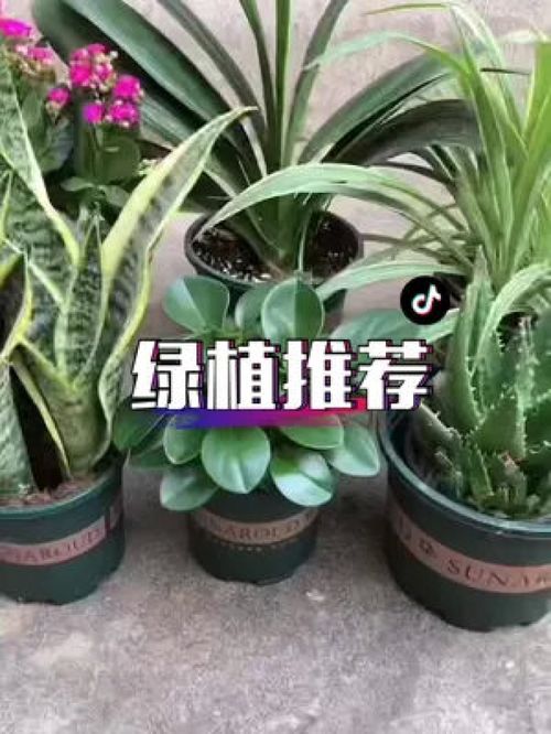 今日分享的好物懒人绿植_今日份好物分享--第1张