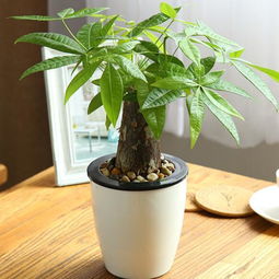 曼丽榕绿植懒人盆_私人盆景100例图--第1张