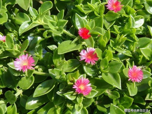 绿植桌面盆栽耐阴懒人植物_耐阴绿植室内--第1张