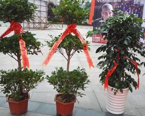 懒人首选绿植是什么_懒人植物怎么养--第1张