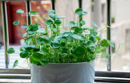 懒人好养活绿植植物_十大懒人养的室内植物--第1张