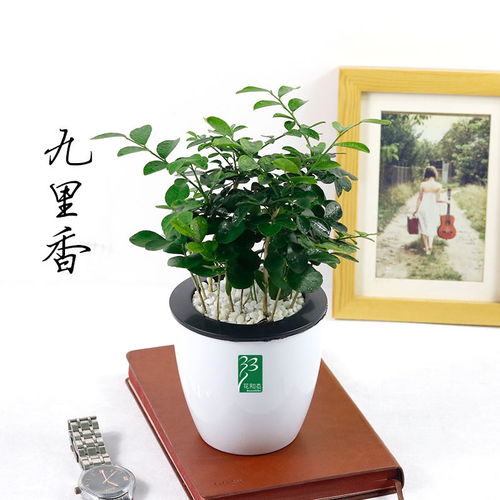 懒人室内盆栽绿植_懒人盆栽适合养哪些花--第1张