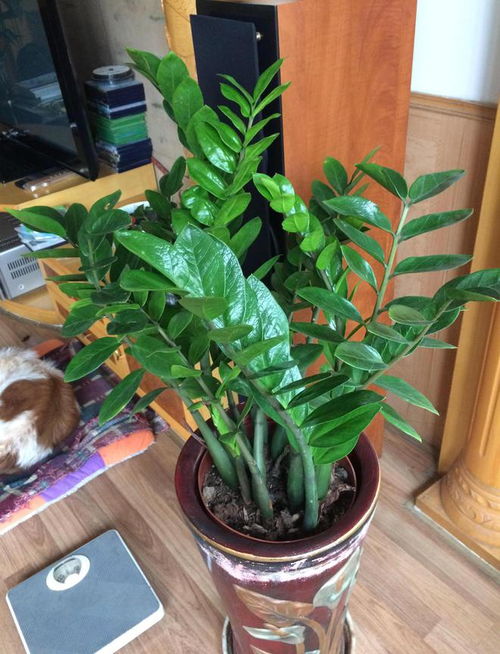 新房绿植推荐懒人风水摆件_新房摆什么绿植寓意好--第1张