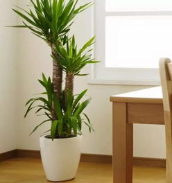 室内绿植盆栽懒人好养_室内盆栽花卉大绿植--第1张