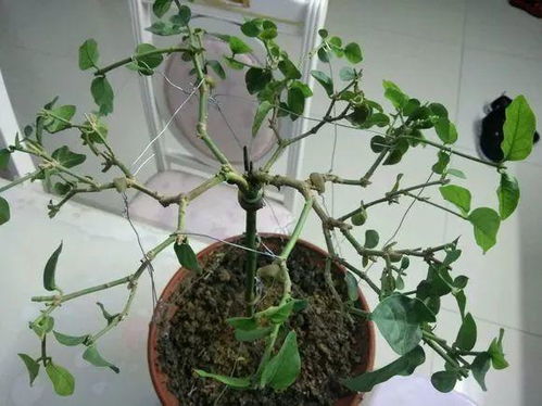 绿植懒人盆的棉线怎么穿_自制花盆吸水棉线是什么原理--第1张