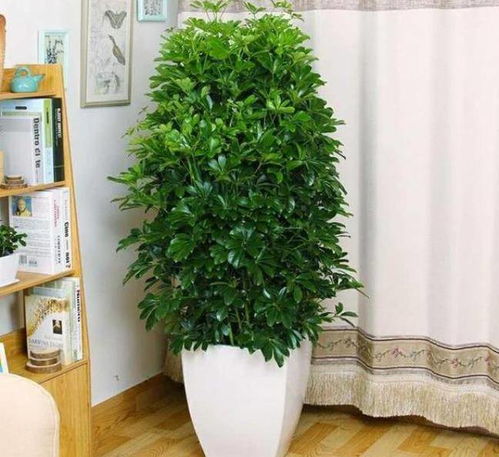 客厅绿植枝繁叶茂懒人必备_客厅绿植布置特点--第1张