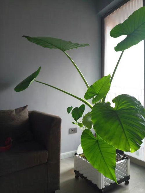夏天适合室内养的懒人绿植_适合夏天室内养的植物--第1张
