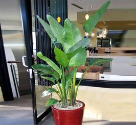 懒人绿植能养鱼嘛百度百科_懒人绿植能养鱼嘛百度百科图片--第1张
