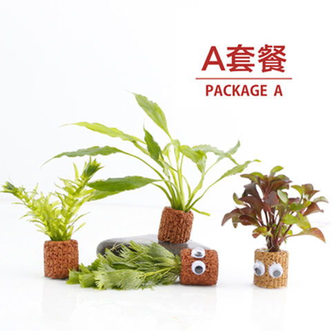 室内懒人鱼缸绿植_懒人鱼缸水草--第1张