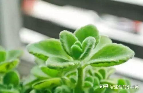 适合家养的懒人绿植_适合家养的懒人植物--第1张