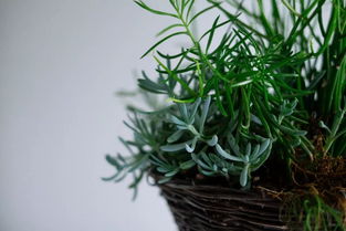 懒人绿植吸甲醛吗有效果吗_懒人绿植吸甲醛吗有效果吗怎么样--第1张
