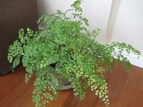 懒人10大绿植_懒人适合养的植物有哪些--第1张
