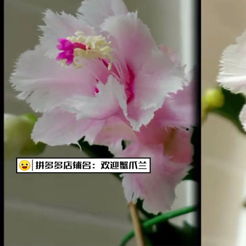 房间懒人绿植_房间懒人绿植图片--第1张