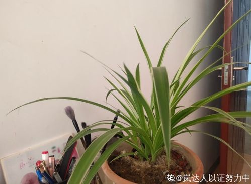 懒人绿植吊兰图片欣赏_生死簿上唐太宗死于哪一年--第1张
