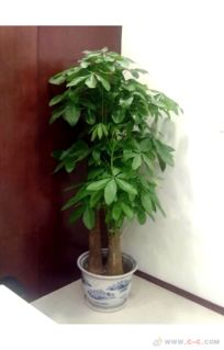 十种懒人绿植植物名称图片_懒人花有哪些--第1张