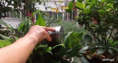 北方露台懒人绿植有哪些_北方露台种什么花--第1张