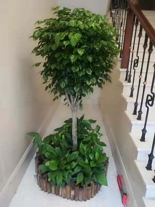 最懒人养绿植的说说搞笑_最懒人养绿植的说说搞笑版--第1张
