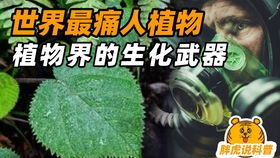 露台懒人绿植推荐哪种_露台植物推荐--第1张