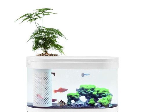鱼缸懒人绿植怎么养护视频_如何利用鱼缸养花草--第1张