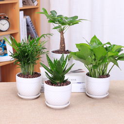 懒人绿植观赏_108种懒人植物--第1张