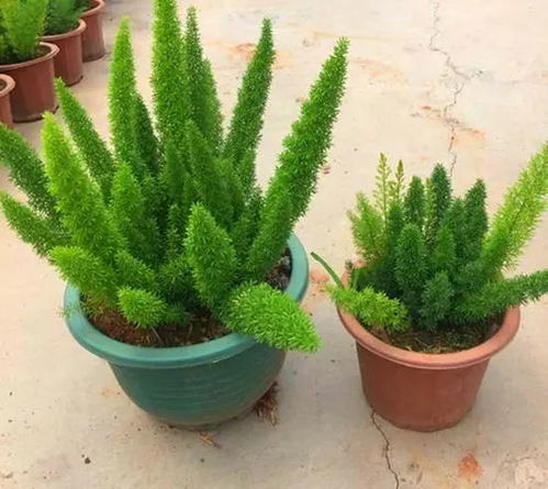 适合懒人养的绿植小型_适合懒人养的绿植小型植物--第1张