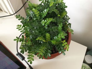 绿植店懒人养树好打理_绿植店怎么开才有生意--第1张