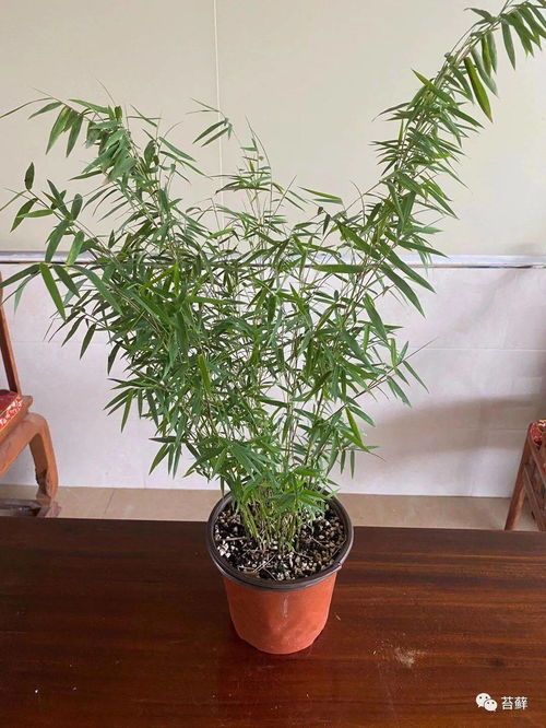 茶室懒人绿植搭配植物图片_茶室绿植布置图片--第1张