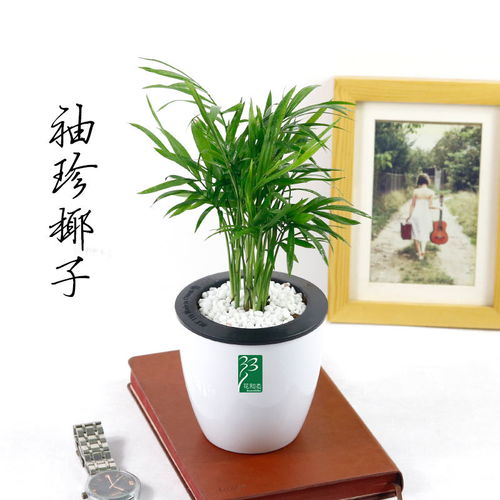 懒人绿植最好养_懒人养的绿植--第1张
