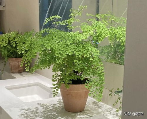 不朝阳的懒人客厅绿植_客厅不朝阳养什么绿植好--第1张