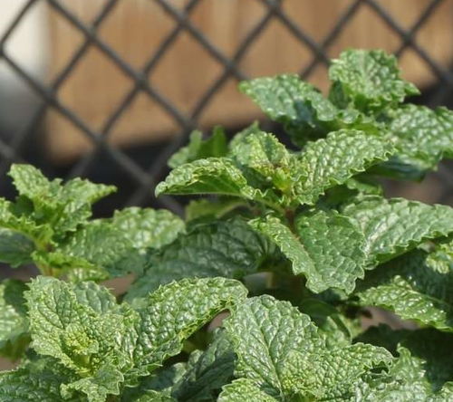 花之农绿植懒人花直播间_花之家农林科技有限公司--第1张