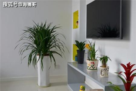 高级懒人绿植客厅怎么摆放_客厅高端绿植--第1张
