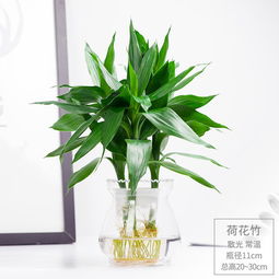 办公室水培绿植懒人_办公桌水培植物--第1张