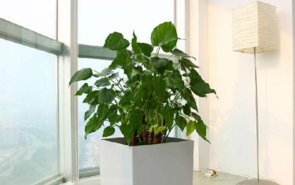 适合懒人养的客厅大型绿植植物_好养活的客厅大型植物--第1张