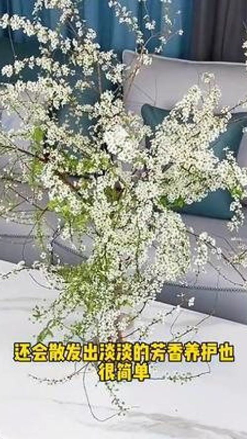 桌面懒人绿植_桌面小植物怎么养?--第1张