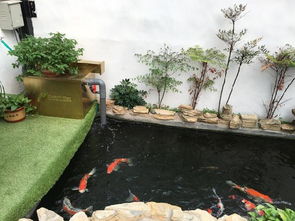 鱼缸懒人水草锦鲤鱼池绿植_锦鲤池 水草--第1张