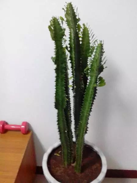 适合懒人养的绿植小型_适合懒人养的植物盆栽--第1张