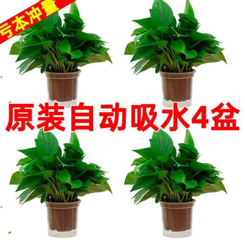 十款懒人养的绿植排名第一_十大懒人养的室内植物--第1张