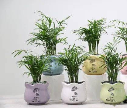 懒人买什么绿植比较好看_适合懒人的绿植--第1张