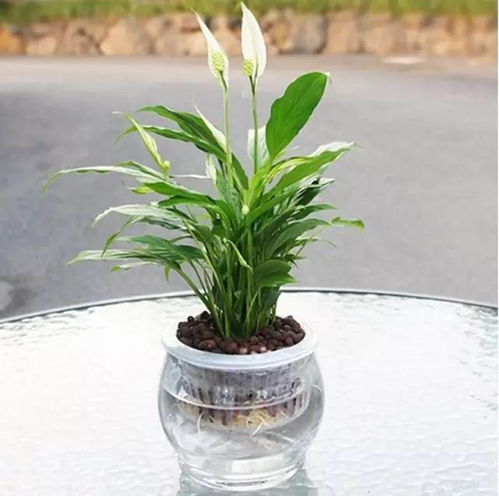水培垂吊花卉绿植懒人好养吗_水培垂吊植物有哪些--第1张