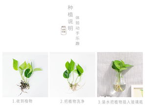 懒人园艺绿植图片高清大全_懒人植物有哪些--第1张