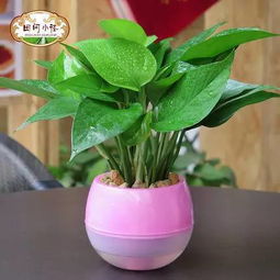 懒人绿植自吸大盆_盆栽自吸盆是什么意思--第1张