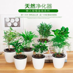懒人绿植推荐水培还是土培_懒人水培植物--第1张